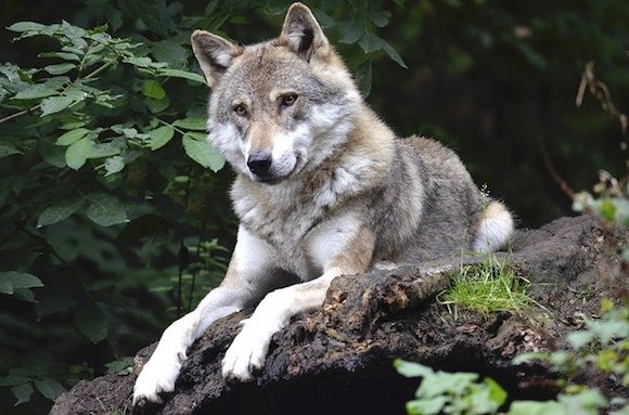 Loup gris. (Photo : crédit Pixabay/Wildfaces)