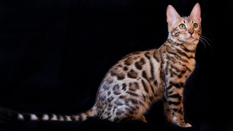 Chat Bengal (Pixabay)