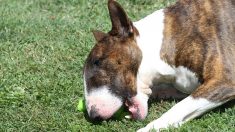 Haute-Garonne : un bull-terrier retrouve son maître 5 mois après avoir été volé