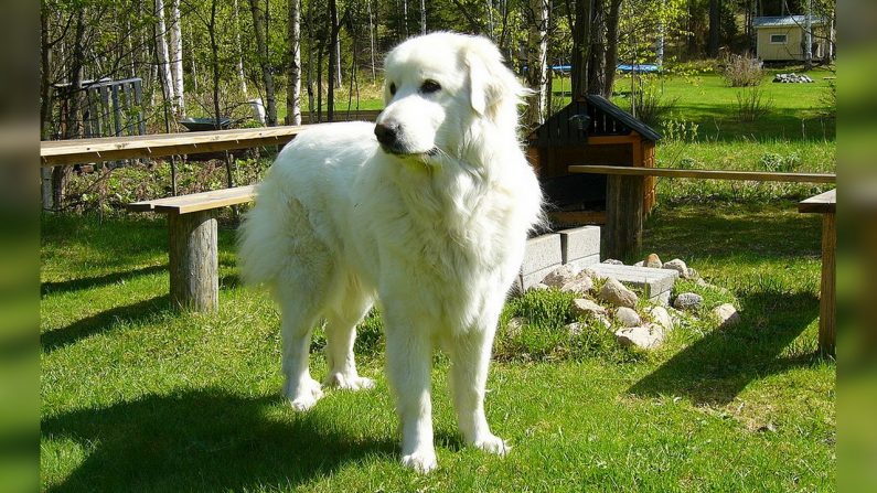 Un patou (chien de montagne des Pyrénées) - Par Cerie at fi.wikipedia — Originally from fi.wikipedia; description page is/was here., Domaine public, https://commons.wikimedia.org/w/index.php?curid=1708092