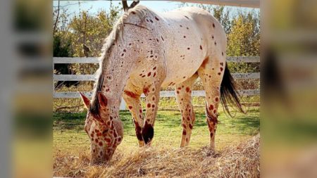 Cet appaloosa avec ses « taches de léopard » est si « chouette » qu’il a 19.000 followers sur Instagram