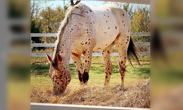 (Avec l’aimable autorisation de Tattoo the Appaloosa)
