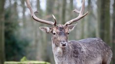 Pas-de-Calais : le daim Apollon, mascotte du village de Lespesses, a trouvé une famille d’accueil