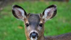 Lorraine : un bébé chevreuil dévoré vivant par des chiens de chasse sur sa propriété privée : témoignage