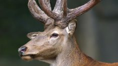 Traqué par une chasse à courre, un cerf trouve refuge dans la gare de Chantilly : la SNCF porte plainte