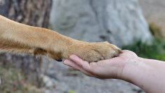 Un chien errant s’invite à leur mariage, ils l’adoptent !