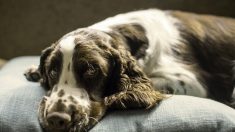 Cette famille se relaie pour dormir sur le canapé avec son vieux chien handicapé chaque nuit