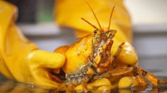 Un pêcheur de homard pêche un homard jaune ultra rare, baptisé « Banana », une chance sur 30 millions