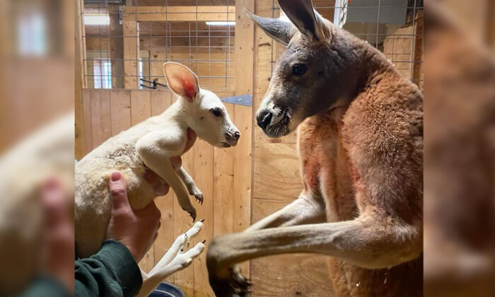 (Avec l’aimable autorisation de Animal Adventure Park)