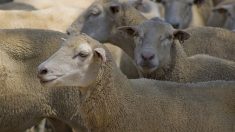 Lozère : plus d’une centaine de brebis retrouvées mortes, abandonnées dans une ferme