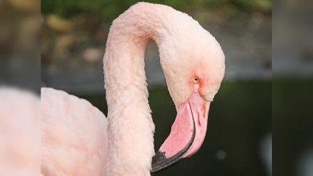 Bouches-du-Rhône : un flamant rose en détresse sauvé par les pompiers