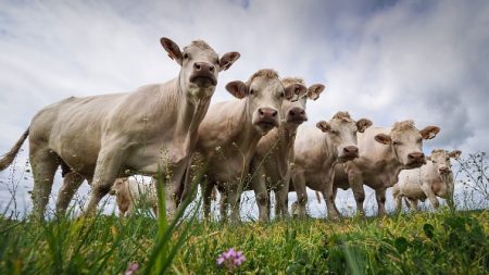 UE-Mercosur: ONG et éleveurs craignent un revirement du gouvernement français