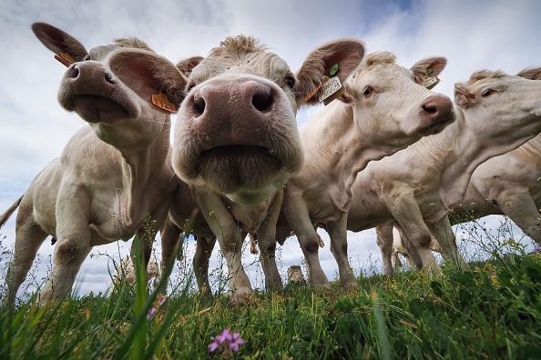 Image d'illustration : selon Claire Juillet, l'agriculture française est bien loin du tableau dépeint dans le film Legacy. (GUILLAUME SOUVANT/AFP via Getty Images)