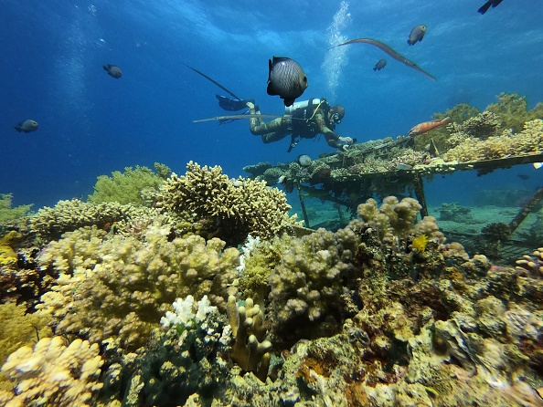 -Un employé d'une université de biologie marine inspecte les coraux de la mer Rouge, près de la ville d'Eilat, dans le sud d'Israël, le 20 mai 2019. Photo Menahem Kahana / AFP via Getty Images.