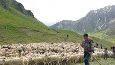 « Je ne trouve pas d’alpage pour mes 600 bêtes », s’inquiète un berger quatre mois avant la transhumance