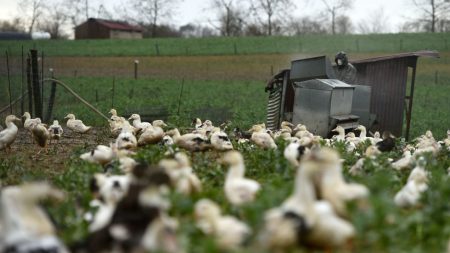 Oise : des militants végans tentent de kidnapper ses canards, ils ont affaire à Maryline