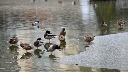 Braconnage dans le Jura ? Un étang de 5 hectares totalement asséché et vidé de ses poissons