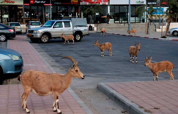 -Des bouquetins de Nubie marchent dans une rue lors d'un verrouillage national dans la ville de Mitzpe Ramon, dans le sud d'Israël, le 4 février 2021. Photo de Menahem Kahana / AFP via Getty Images.