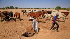 Soudan: peur et chagrin après des heurts sanglants au Darfour-Sud