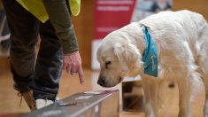 Covid-19 : des chiens renifleurs font un dépistage géant en Île-de-France pour prouver l’efficacité de leur flair