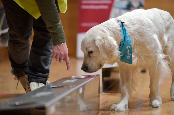 Les chiens renifleurs sont très efficaces dans le dépistage du coronavirus (Alessio Coser/Getty Images)