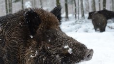 [Vidéo] Un sanglier glisse sur la neige et percute une promeneuse dans la montagne en Corse