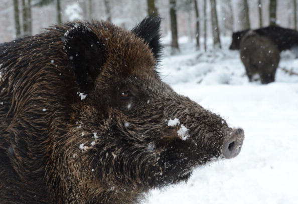 Image d'illustration (FRANZISKA KRAUFMANN/DPA/AFP via Getty Images)