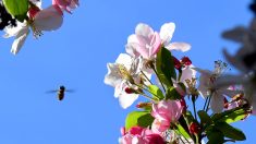 Cherbourg : dans ce nouveau lotissement, des arbres fruitiers destinés à la consommation des résidents