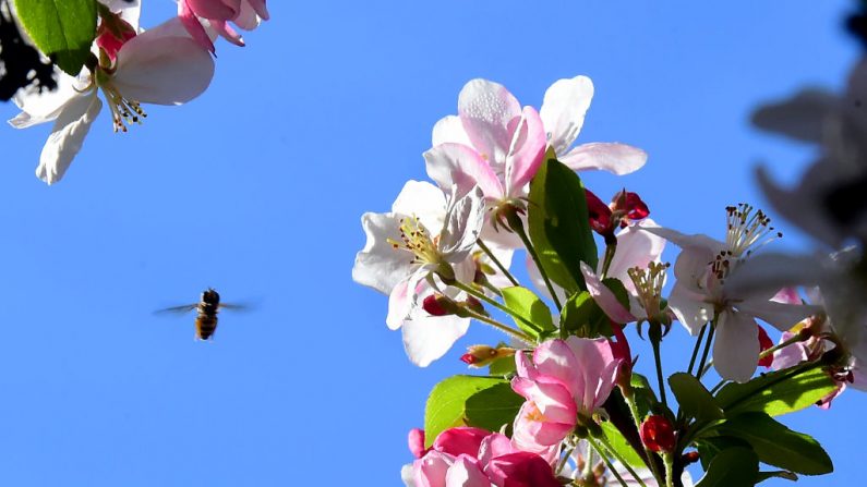 Des fleurs de pommier. (Crédit photo FREDERIC J. BROWN/AFP via Getty Images)