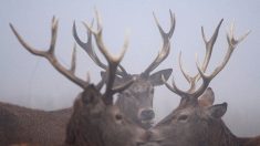 15 cerfs prisonniers d’un lac gelé en Pologne et sauvés difficilement par les pompiers