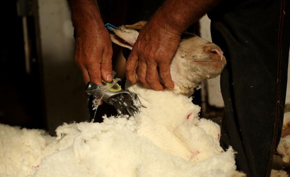 Un mouton lors de la tonte de printemps en Australie. (Photo : Mark Kolbe/Getty Images)