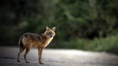 Pour la première fois, un chacal doré est aperçu en Loire-Atlantique, à Saint-Molf