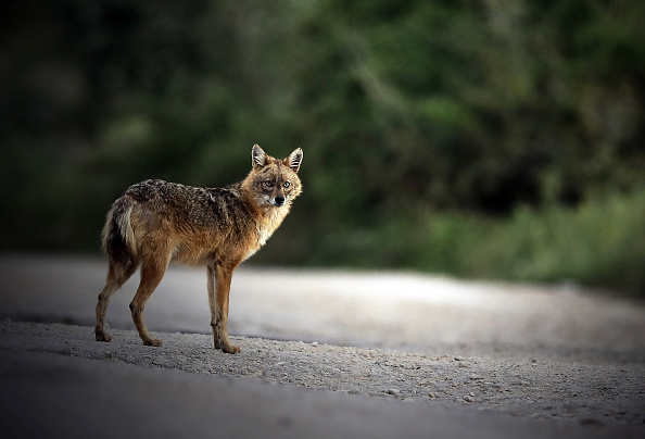 Un chacal doré (Canis aureus).  (Photo :  JOSEPH EID/AFP via Getty Images)