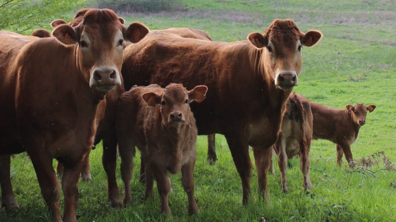 Image d'illustration : des vaches de race limousine avec leurs veaux. (Crédit : Jiròni B.)