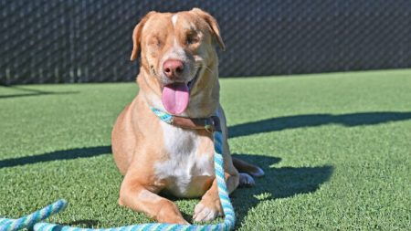 Un vétéran malvoyant adopte un chien aveugle et abandonné par ses anciens propriétaires