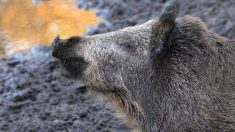 Un sanglier apprivoisé abattu à bout portant par un chasseur suscite l’indignation