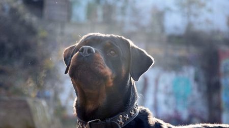 Booster, un chiot né sans pattes, bénéficie d’une grande chaîne de solidarité pour lui fournir des prothèses