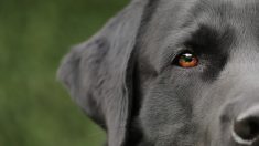 Une unité de chiens capable de détecter le Covid-19 aussi bien que les test PCR