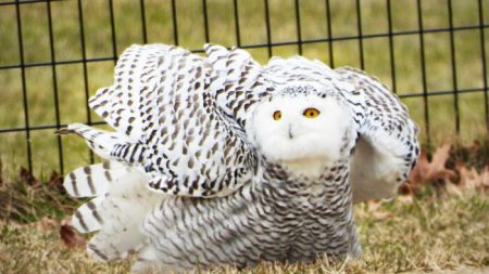 Un harfang des neiges est aperçu dans Central Park de Manhattan pour la première fois depuis 130 ans