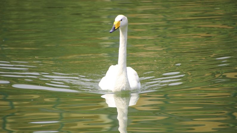 Un cygne chanteur (Pixabay)