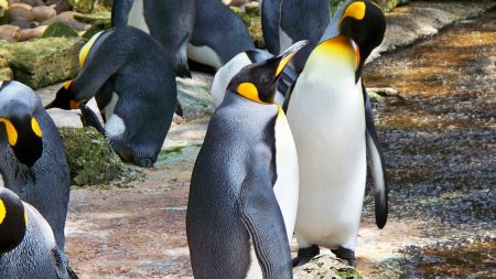 Un manchot jaune aperçu pour la première fois au sud de l’océan Atlantique