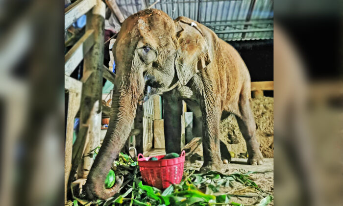 (Avec l’aimable autorisation de Lek Chailert / Save Elephant Foundation)