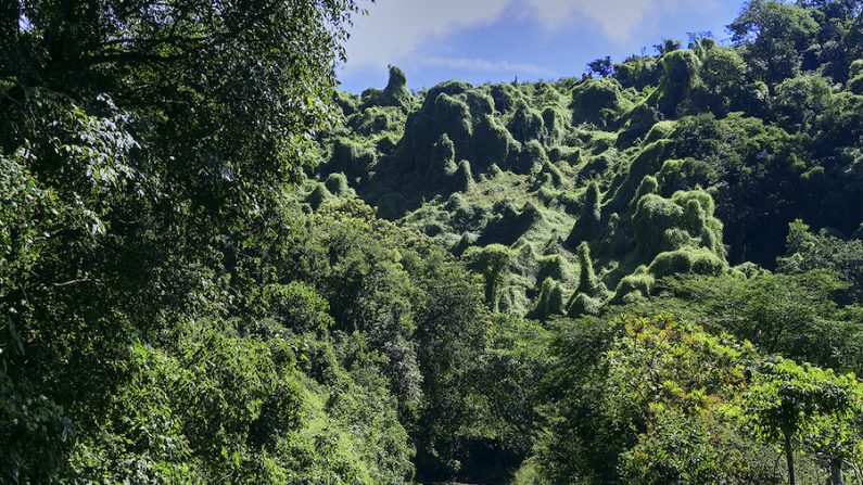 Sur la route des Volcans, quand les lierres envahissant les arbres sculptent la forêt. (Christiane Goor et Charles Mahaux)