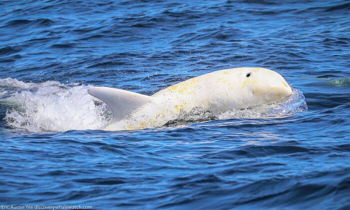 (Avec l'aimable autorisation de Discovery Whale Watch)