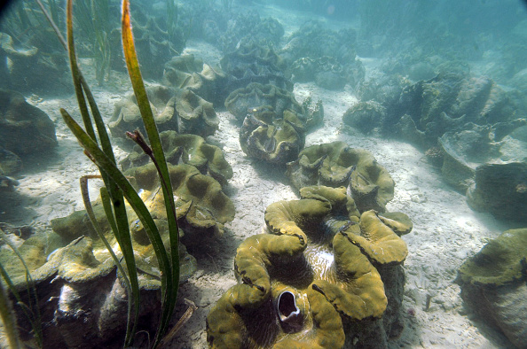 -Illustration- Des palourdes géantes fleurissent sur le fond marin au large de Bolinao dans le golfe de Lingayen, au nord-ouest de Manille, le 18 octobre 2008. Photo Romeo Gacad / AFP via Getty Images.