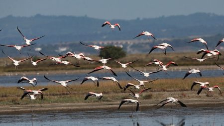 Grèce: des flamants roses meurent empoisonnés par les plombs des chasseurs