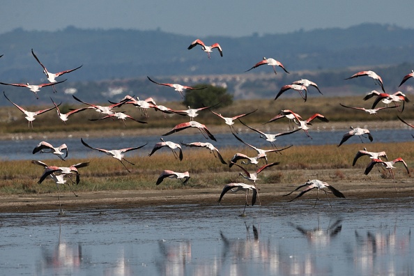 -Un troupeau de flamants roses survole la zone humide d'Agios Mamas sur la péninsule de Halkidiki, dans le nord de la Grèce, le 15 juillet 2020. Photo Sakis Mitrolidis / AFP via Getty Images.