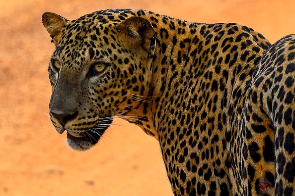  (Photo : ISHARA S. KODIKARA/AFP via Getty Images)