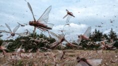 L’agriculture en souffrance sous le poids accru des catastrophes, s’alarme l’ONU