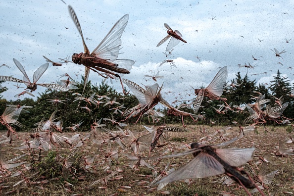 -Un essaim de criquets pèlerins à Meru, au Kenya, le 9 février 2021. Photo Yasuyoshi Chiba /AFP via Getty Images.